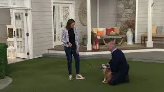Walkwhiz Retractable Dog Leash w/ 360 Degree LED Light on QVC