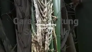 bambu unik dan langka, carang gantung super unik#shortsviral