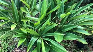 Growing SHELL GINGER = ALPINIA ZERUMBET (grown from rhizome)