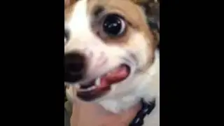 Dad Charlie Frazier Tank