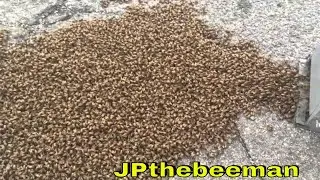 Невероятное количество пчел залетело в мой улей!