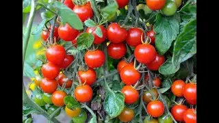 Easy Way To Grow Tomato | Tomato Kaise Ugaye in Hindi #tomatogrowing