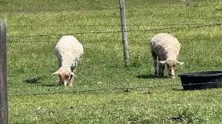 First Time Shearing Sheep And Scouring Wool
