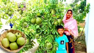 ⛈️मानसून आते ही हमारे 🍈अमरूद पकने लगे😃 और कौन सी नई 🌱फसल लगाई💃 Indian Village Life Vlog