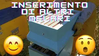Inseriamo nuovi melari