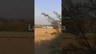 birding in south Morocco - Ganga