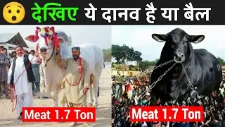 Biggest Bull In Pakistan 2022 | 9 Biggest And Heavy Bull For Qurbani | Fact Mantra