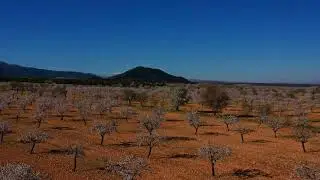 ANSICA Baza Granada Mandelb&auml;ume