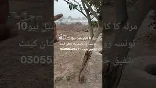 10مرلہ کا کارنر پلاٹ فورسیل نیو تونسہ روڈ قاسم بیلا ملتان کینٹ شفیق جرولہ 03055324771 #foryou #home