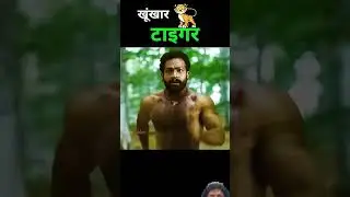Khukar tiger #tiger #amazingfacts #movie