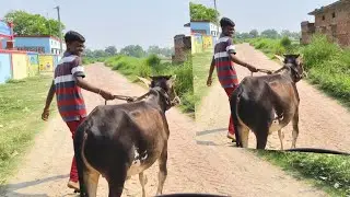 Finally घर के बछड़े को गौशाला में छोड़ दिया 🐄 😭😭