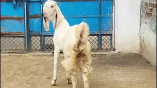 Jamnapari goat farming #gaot #jamnapari 