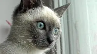 Thai Cat Looking out of the Window