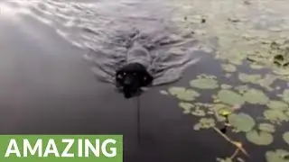 Hero dog save baby bird in distress
