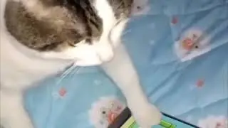 Cat Playing Flappy Bird Meme