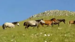 POLISTAFILO