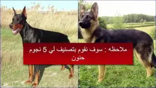 مقارنة بين كلاب الدوبرمان و الجيرمن شيبرد DOBERMAN VS GERMAN