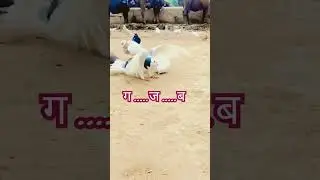 गजब....| #kabutar | #animals | #pigeon | #funnykabootar |