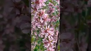 Весна #природа #весна #spring #nature #blossom