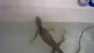 wallaby swimming