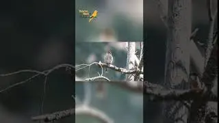 Cassin's finch (Haemorhous cassinii)|کیسین فنچ #birdsinfovideo #bangialbirds #birdslife #birdslover