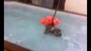 Big Saft George the Boxer Dogs first ever swim!