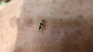 Four-spotted Oak Bug, Dryophilocoris flavoquadrimaculatus, Rotterdam, the Netherlands, 28 Apr 2025