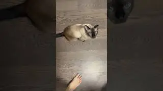 Smart Siamese Cat🐱