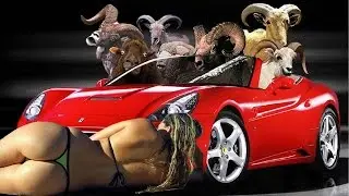 SMART ANIMALS DRIVE - Funny Compilation !