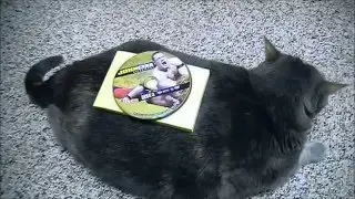 Caturday Fun!