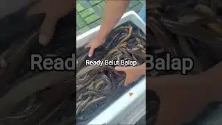 Belut Balap #belut #belutbabon #belutsawah #ikan #fish #food #viral #video #shorts #tiktok #fyp