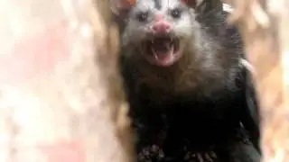 caceria de comadreja