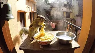 Squirrel ka Drama - EATING MAGGIE AT ANY COST ANYTIME 🤣