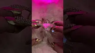 Shiner shell #asmrvideo #asmrsounds #satisfying #nails  #shell #visualtingle #relaxationsounds
