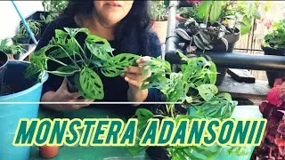C&oacute;mo cuidar de tu Monstera Adansonii / Planta Esqueleto 