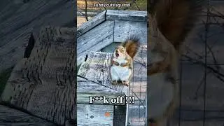 Funny cute squirrel