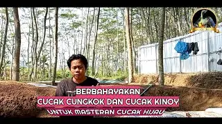 Berbahayakah Cucak Cungkok Dan Cucak Kinoy Untuk Masteran Cucak ijo