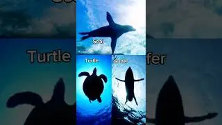 Are Shark Attacks MISTAKEN Identity?