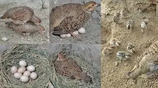 Ghar ma pahari teetar ka breed kesy nekalin | breeding trips for jangli teetar #teetar #breeding