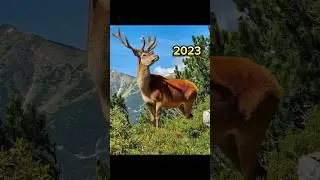 2023 Dear and 5000bce Dear | Unknown Valley | #animals #dear #shortsvideo