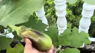 How many vegetables, fruit trees, and herbs can be grown in a rooftop garden?