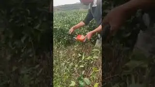 Agricultural Handheld Single Man Hedge Trimmer