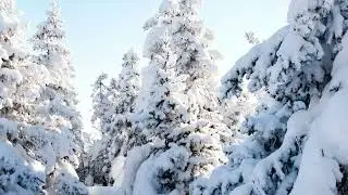 Blizzard Storm Sounds | Relaxing Winter Background Sounds | Heavy Wind & Snow 20min