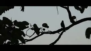 BIRD HIDE at TAUNGGYI, MYANMAR