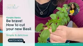 When to Prune Basil - How to Make the First Cut!