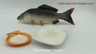 Organic Pure Fish Collagen Peptide with Small Molecule from Alaska Pollock Fish Scales for Skin Care