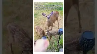 Deer Was Trapped In Dig Hole #animalshorts #wildlife #animalfacts