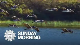 Nature: Brown Pelicans