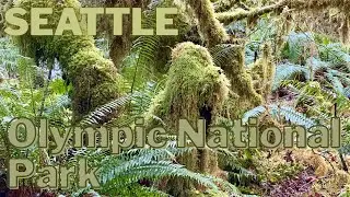 Rainforests, Mountains & Coast | Seattle & Olympic National Park Travel