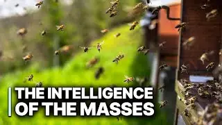 Swarms: The Intelligence of the Masses | Herd Mentality EXPOSED!